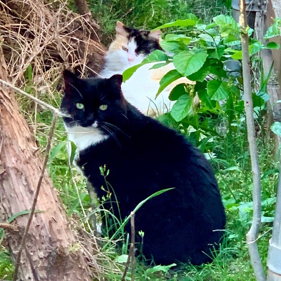 Calli & Boots - Picture 1 of 5